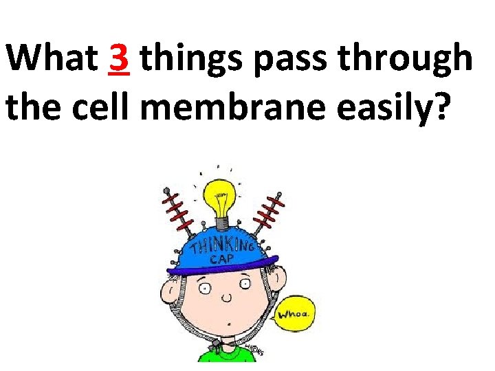 What 3 things pass through the cell membrane easily? 