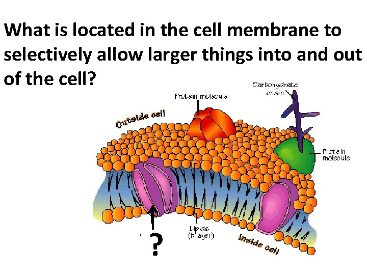 What is located in the cell membrane to selectively allow larger things into and