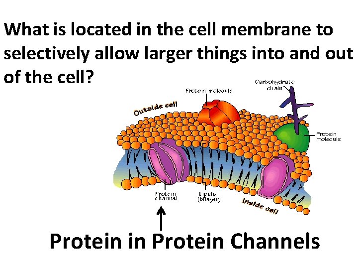 What is located in the cell membrane to selectively allow larger things into and