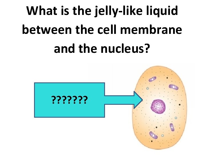What is the jelly-like liquid between the cell membrane and the nucleus? ? ?