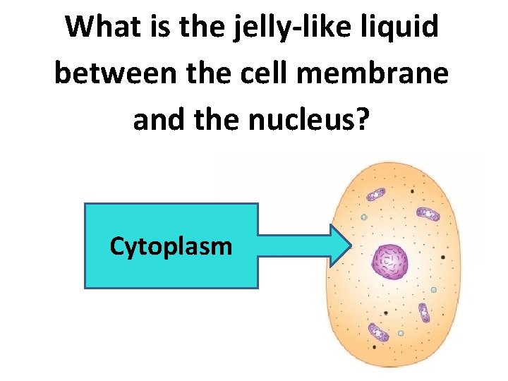 What is the jelly-like liquid between the cell membrane and the nucleus? Cytoplasm 