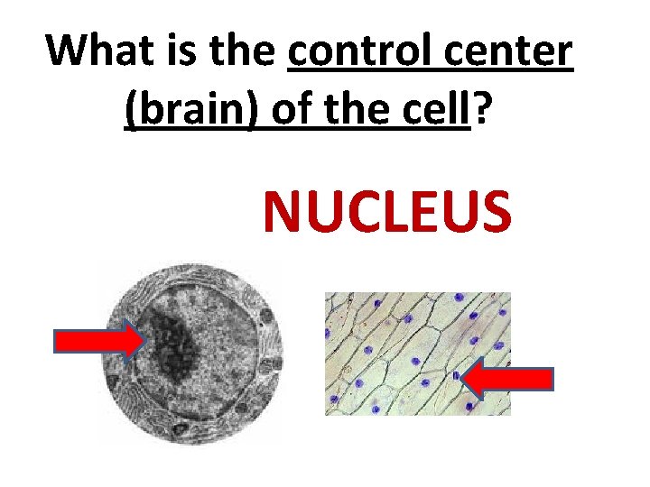 What is the control center (brain) of the cell? NUCLEUS 