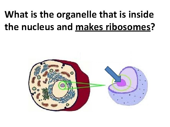 What is the organelle that is inside the nucleus and makes ribosomes? 