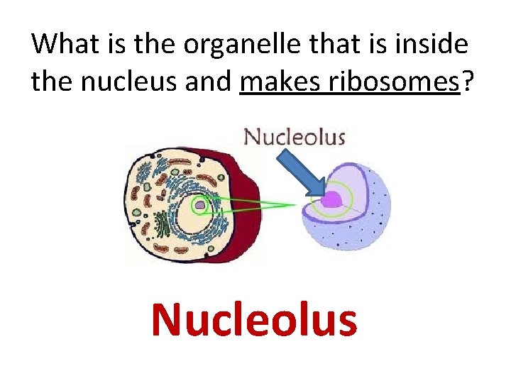 What is the organelle that is inside the nucleus and makes ribosomes? Nucleolus 