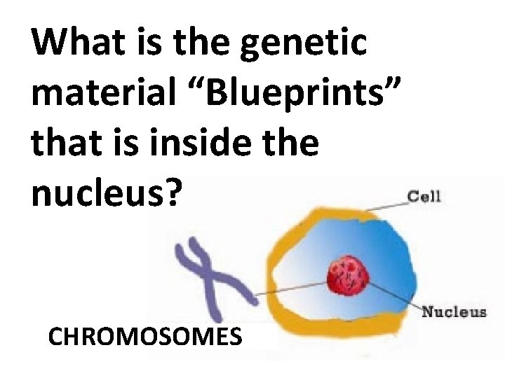 What is the genetic material “Blueprints” that is inside the nucleus? CHROMOSOMES 