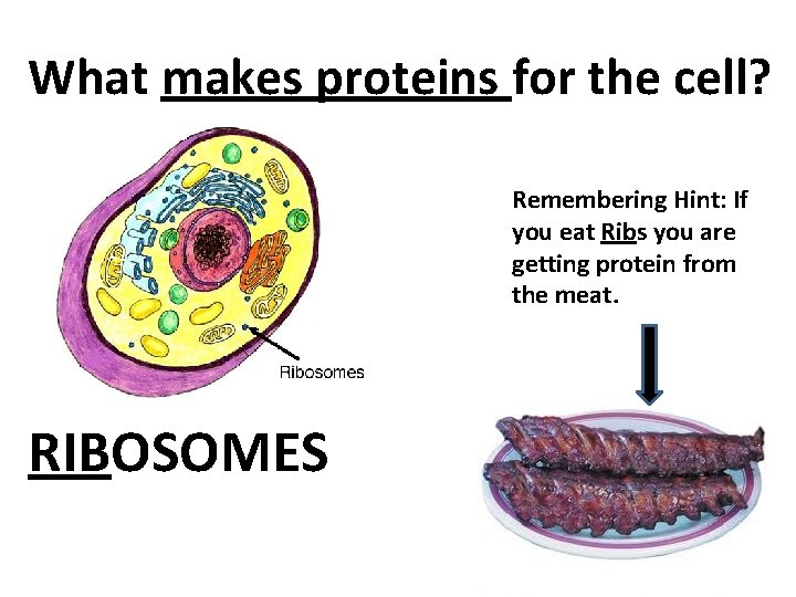 What makes proteins for the cell? Remembering Hint: If you eat Ribs you are