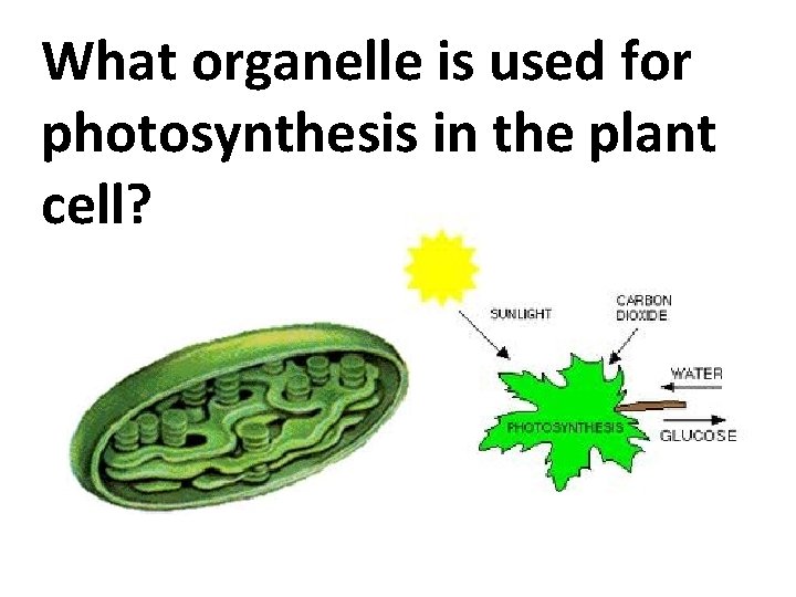 What organelle is used for photosynthesis in the plant cell? 