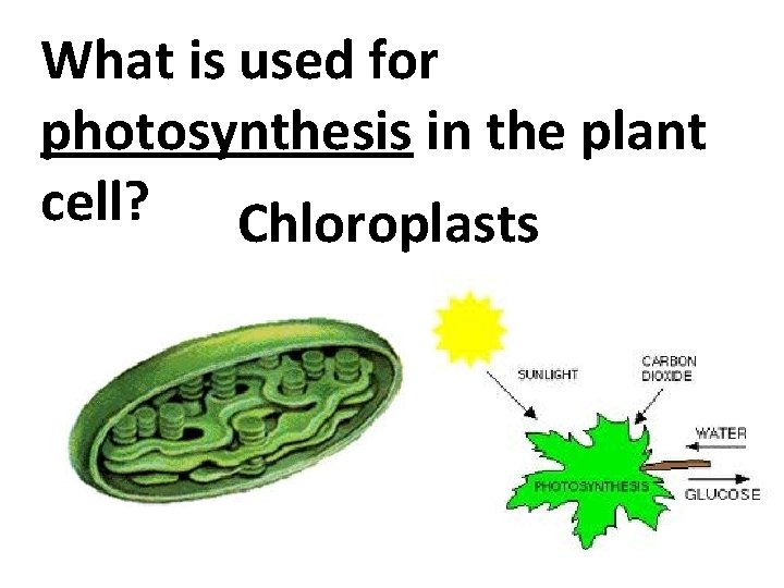 What is used for photosynthesis in the plant cell? Chloroplasts 