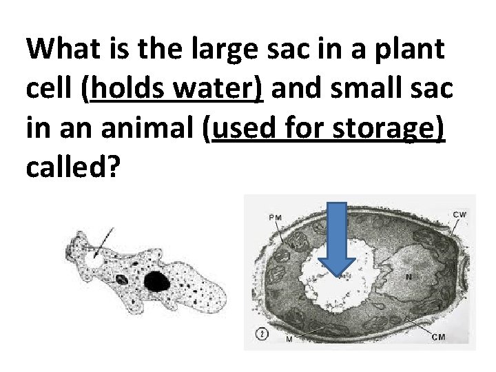 What is the large sac in a plant cell (holds water) and small sac