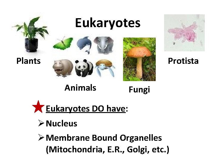 Eukaryotes Plants Protista Animals Fungi Eukaryotes DO have: Ø Nucleus Ø Membrane Bound Organelles