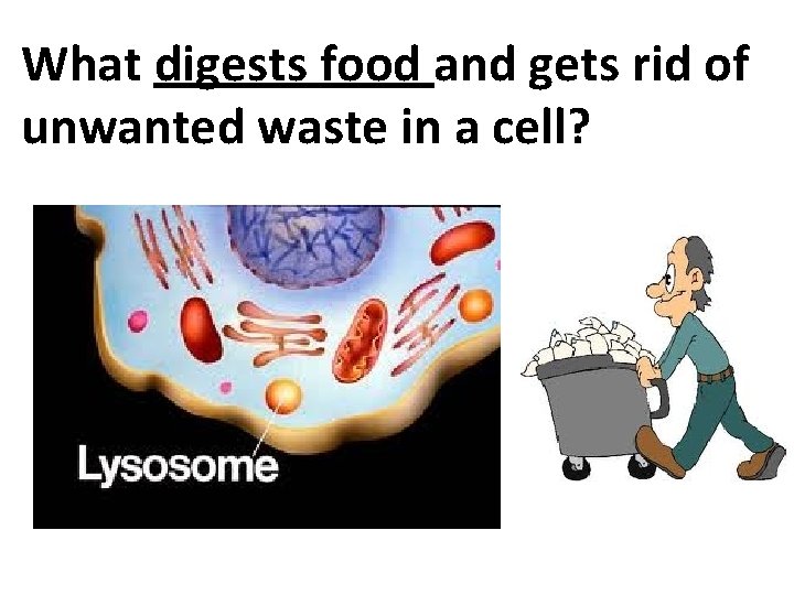 What digests food and gets rid of unwanted waste in a cell? 
