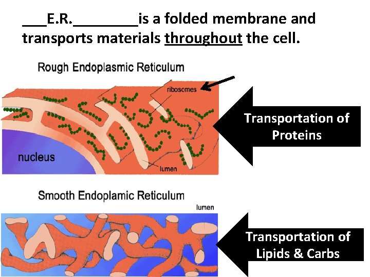 ___E. R. ____is a folded membrane and transports materials throughout the cell. Transportation of