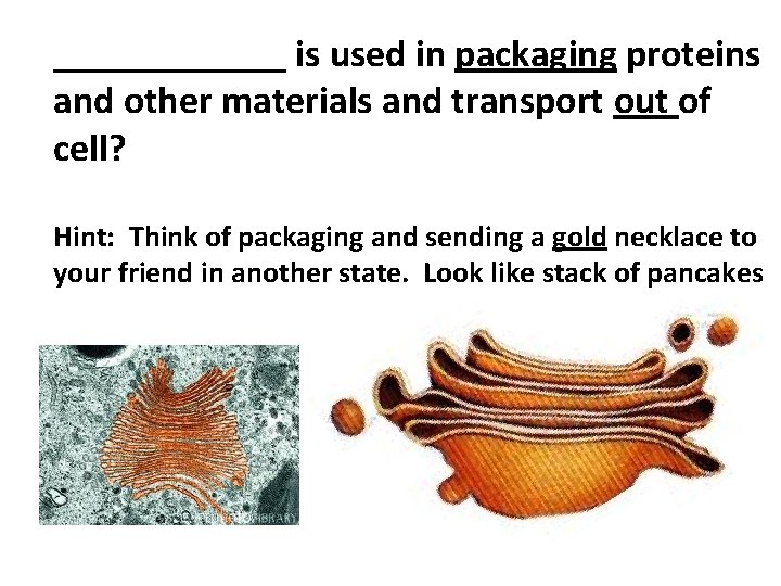 ______ is used in packaging proteins and other materials and transport out of cell?