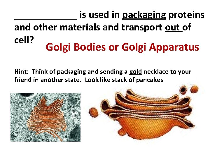 ______ is used in packaging proteins and other materials and transport out of cell?