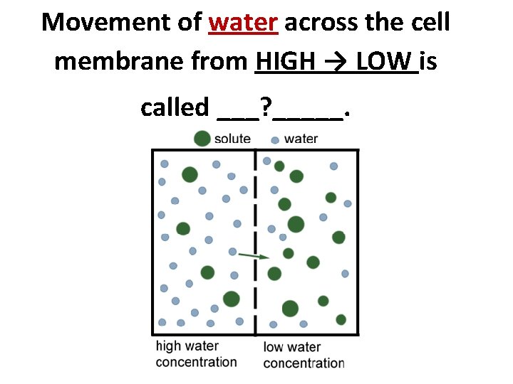 Movement of water across the cell membrane from HIGH → LOW is called ___?
