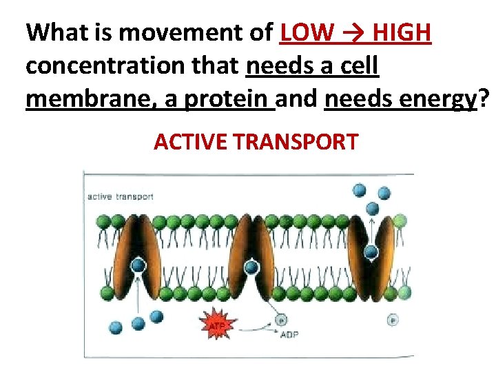 What is movement of LOW → HIGH concentration that needs a cell membrane, a