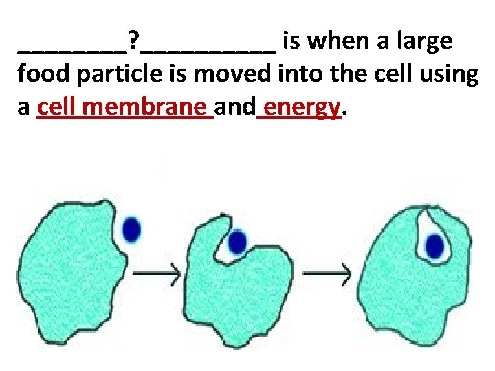 ____? _____ is when a large food particle is moved into the cell using