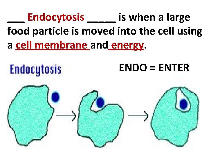 ___ Endocytosis _____ is when a large food particle is moved into the cell