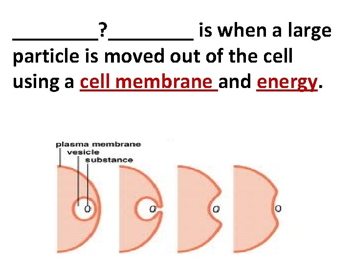 ____? ____ is when a large particle is moved out of the cell using