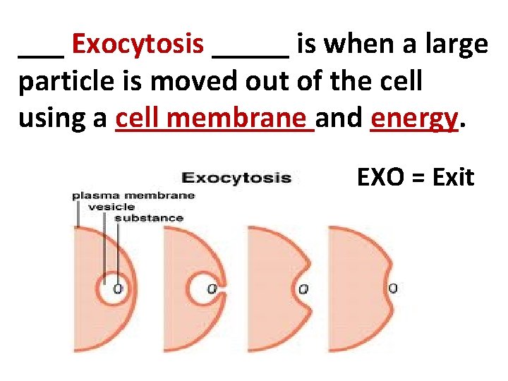 ___ Exocytosis _____ is when a large particle is moved out of the cell