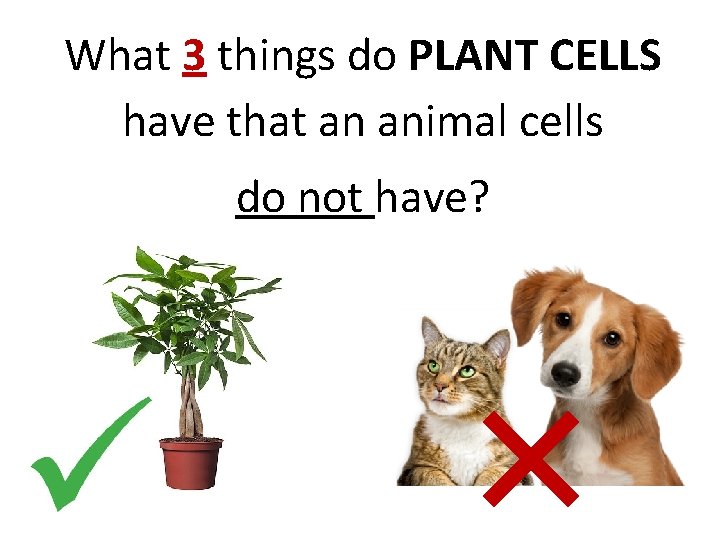 What 3 things do PLANT CELLS have that an animal cells do not have?