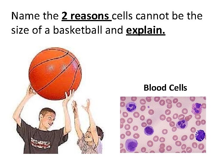 Name the 2 reasons cells cannot be the size of a basketball and explain.