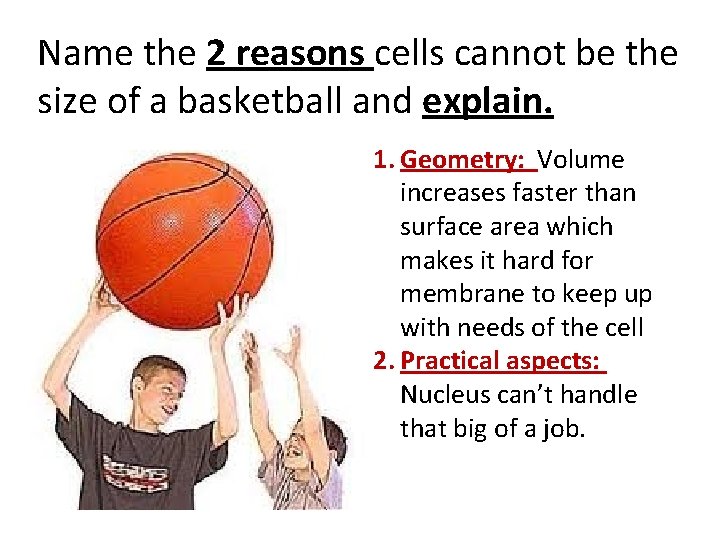 Name the 2 reasons cells cannot be the size of a basketball and explain.