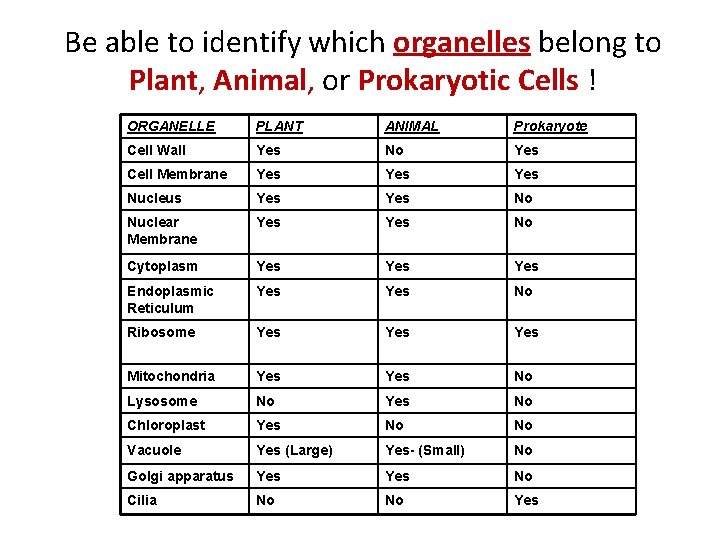 Be able to identify which organelles belong to Plant, Animal, or Prokaryotic Cells !