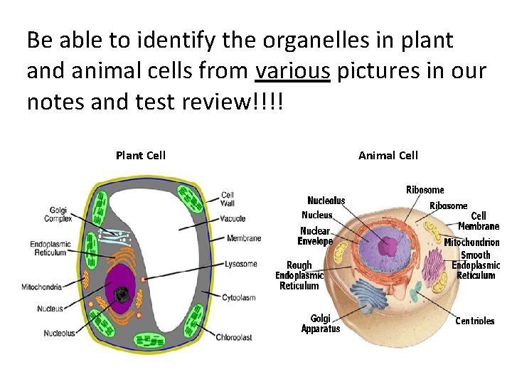 Be able to identify the organelles in plant and animal cells from various pictures