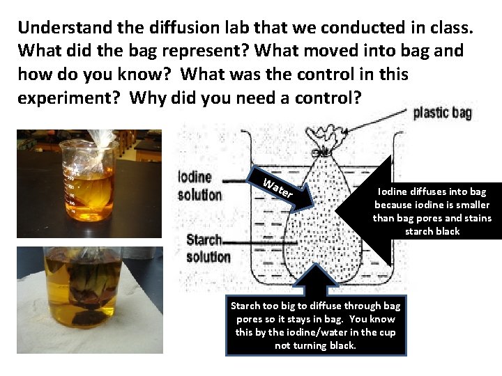 Understand the diffusion lab that we conducted in class. What did the bag represent?