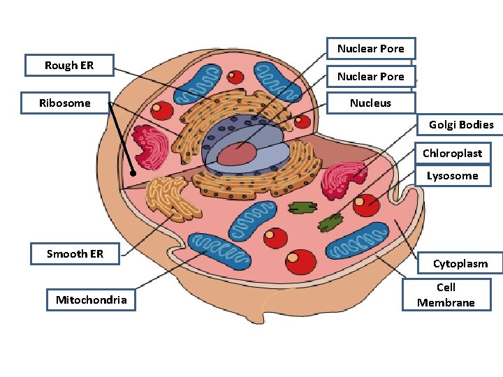 Nuclear Pore Rough ER Ribosome Nuclear Pore Nucleus Golgi Bodies Chloroplast Lysosome Smooth ER