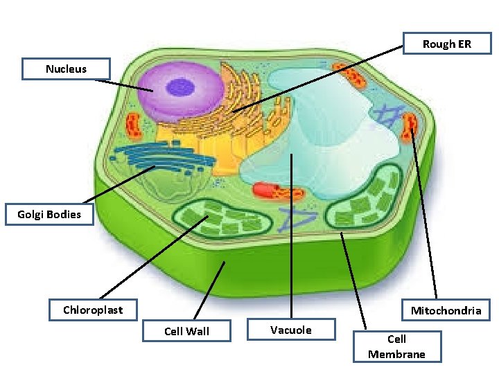 Rough ER Nucleus Golgi Bodies Chloroplast Mitochondria Cell Wall Vacuole Cell Membrane 