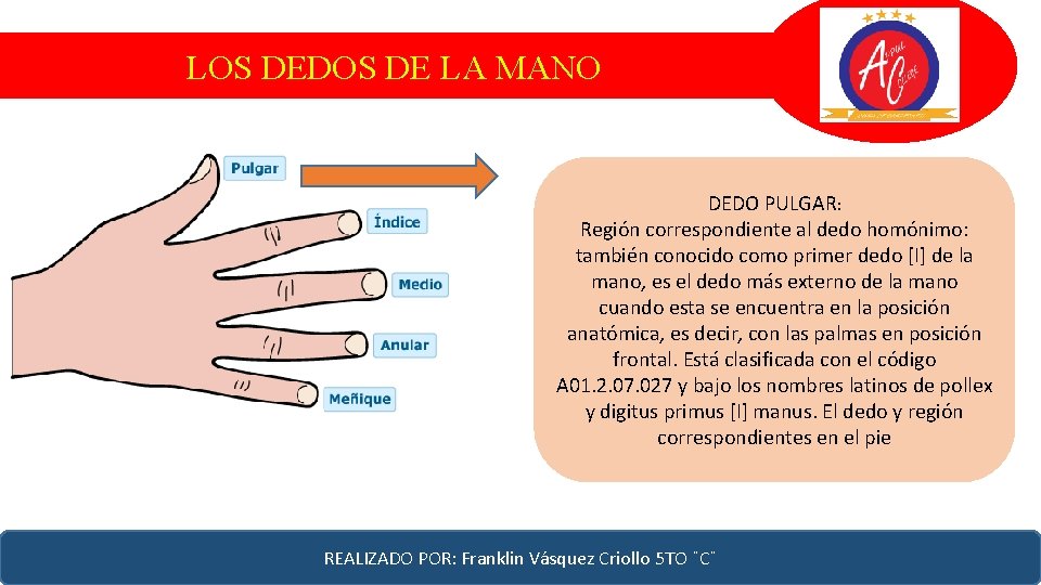 LOS DEDOS DE LA MANO DEDO PULGAR: Región correspondiente al dedo homónimo: también conocido