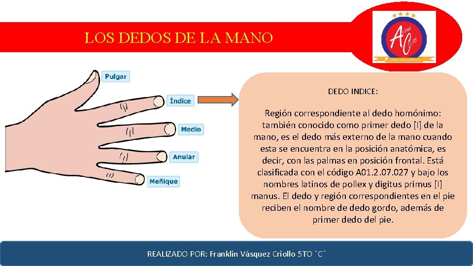 LOS DEDOS DE LA MANO DEDO INDICE: Región correspondiente al dedo homónimo: también conocido