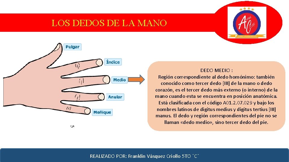 LOS DEDOS DE LA MANO 5 DEDO MEDIO : Región correspondiente al dedo homónimo: