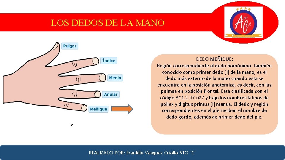 LOS DEDOS DE LA MANO DEDO MEÑIQUE: Región correspondiente al dedo homónimo: también conocido