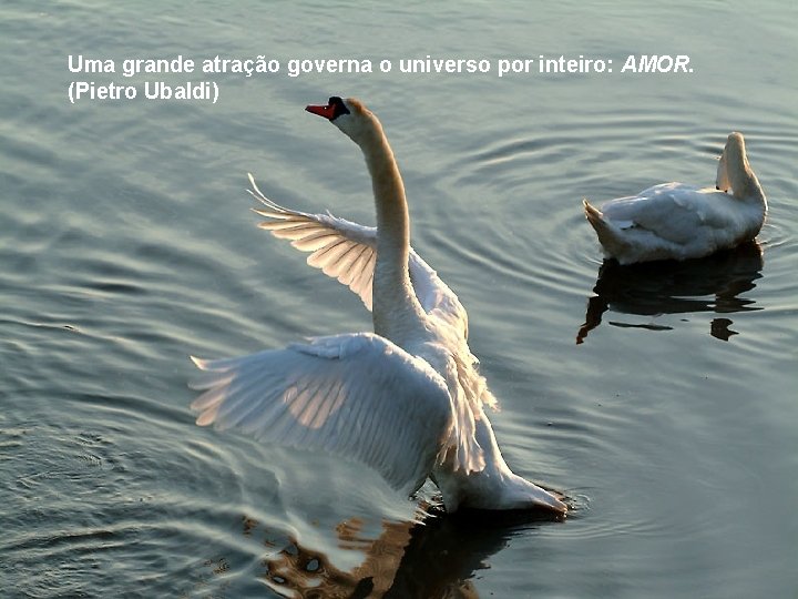 Uma grande atração governa o universo por inteiro: AMOR. (Pietro Ubaldi) 