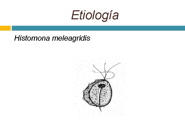 Etiología Histomona meleagridis 