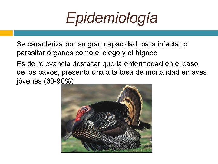 Epidemiología Se caracteriza por su gran capacidad, para infectar o parasitar órganos como el