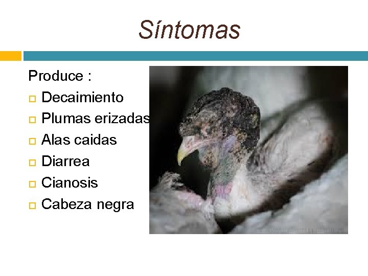 Síntomas Produce : Decaimiento Plumas erizadas Alas caidas Diarrea Cianosis Cabeza negra 