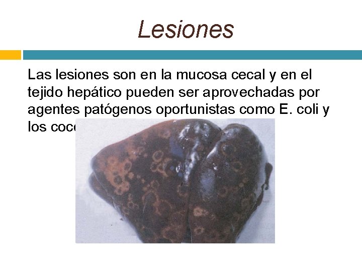 Lesiones Las lesiones son en la mucosa cecal y en el tejido hepático pueden