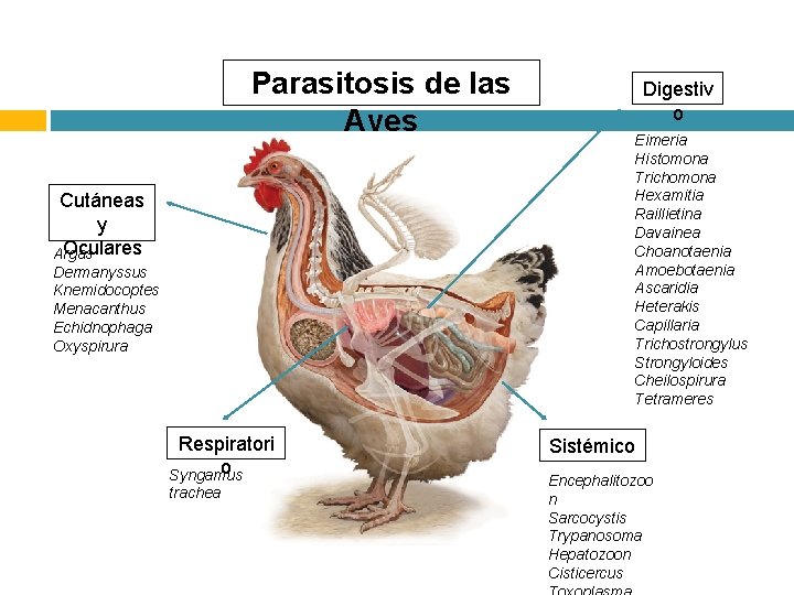 Parasitosis de las Aves Cutáneas y Oculares Argas Dermanyssus Knemidocoptes Menacanthus Echidnophaga Oxyspirura Respiratori