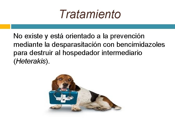 Tratamiento No existe y está orientado a la prevención mediante la desparasitación con bencimidazoles