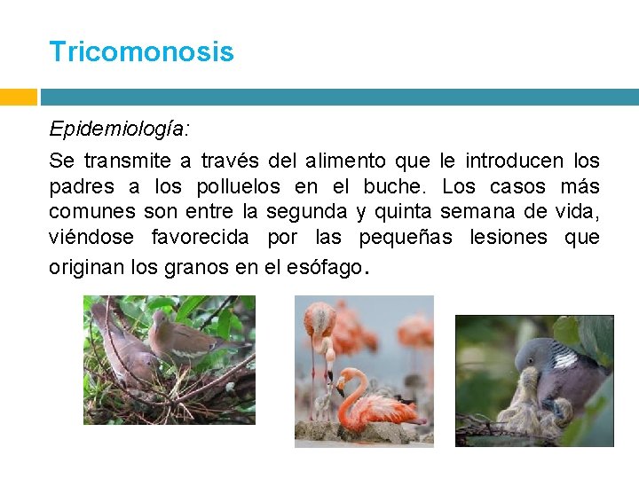 Tricomonosis Epidemiología: Se transmite a través del alimento que le introducen los padres a