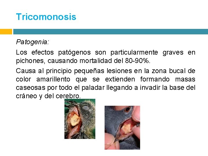 Tricomonosis Patogenia: Los efectos patógenos son particularmente graves en pichones, causando mortalidad del 80