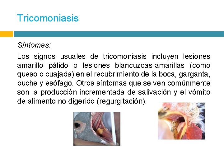 Tricomoniasis Síntomas: Los signos usuales de tricomoniasis incluyen lesiones amarillo pálido o lesiones blancuzcas-amarillas