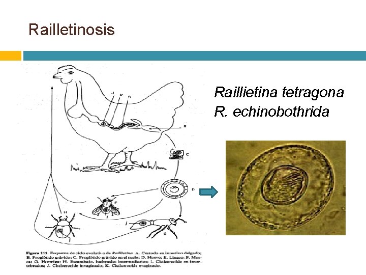 Railletinosis Raillietina tetragona R. echinobothrida 
