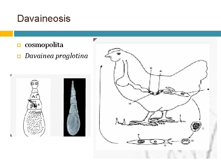 Davaineosis cosmopolita Davainea proglotina 