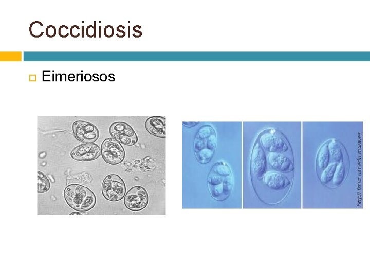 Coccidiosis Eimeriosos 