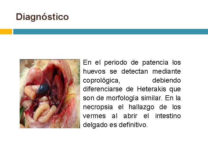  Diagnóstico En el periodo de patencia los huevos se detectan mediante coprológica, debiendo